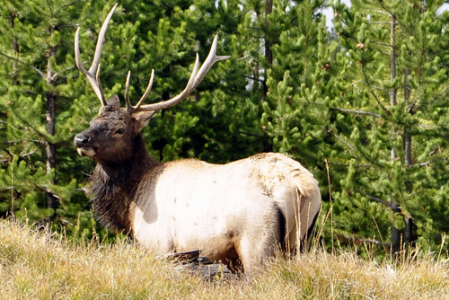 wildlife - elk