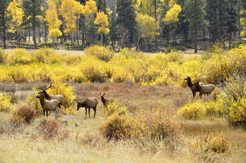 elk at Rocky Mountain National Park in Colorado