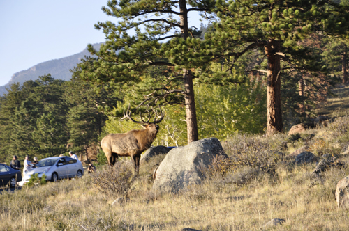 elk atRocky Mountain National Park in Colorado