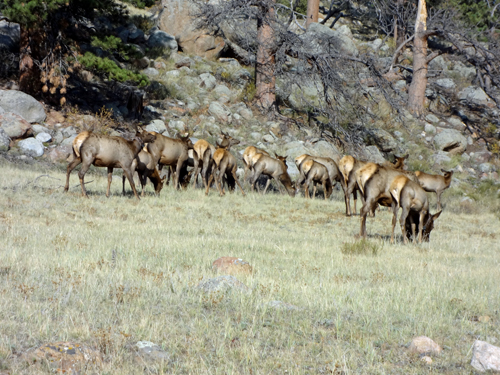 elk atRocky Mountain National Park in Colorado