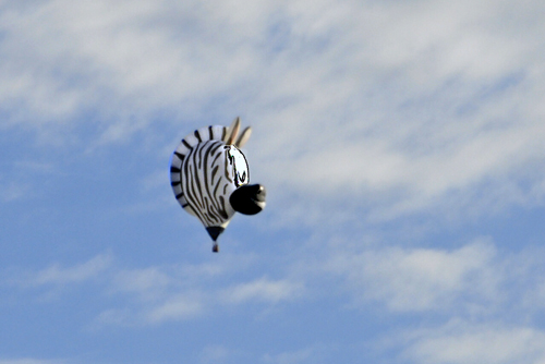 zebra hot air balloon