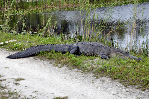 a big alligator at Loxahatchee National Wildlife Refuge