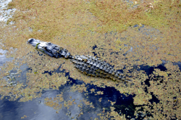 alligator in the wetlands at Loxahatchee National Wildlife Refuge