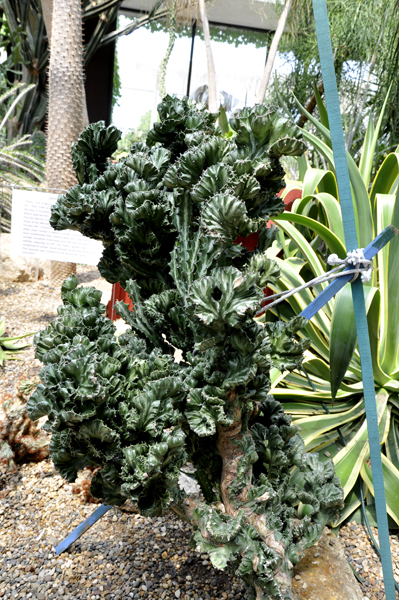 a cactus plant