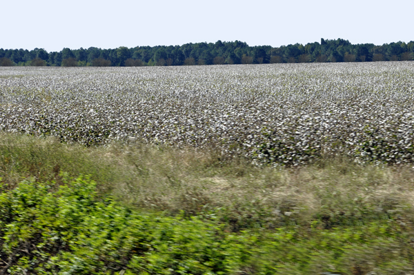 a big cotton field