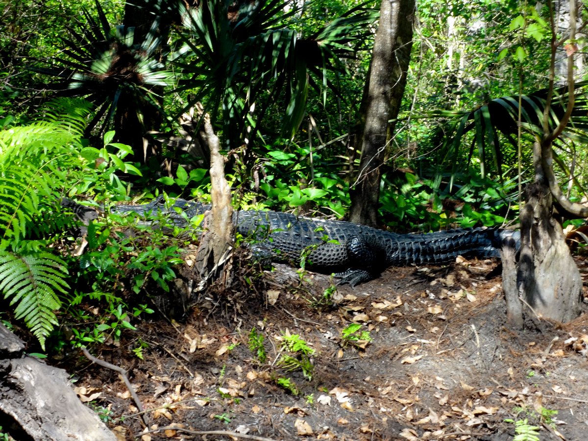 an alligator at Riverbend Park