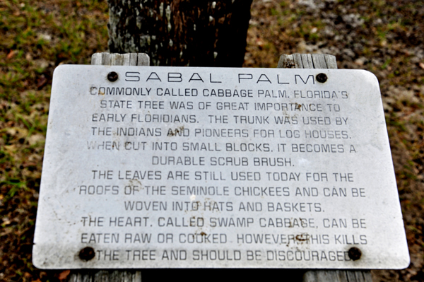 Sabal Palm tree informational sign