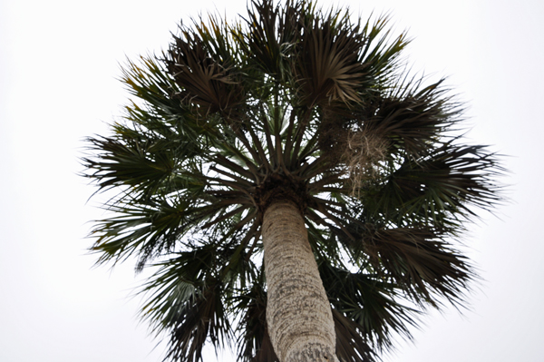 a Sabal Palm tree