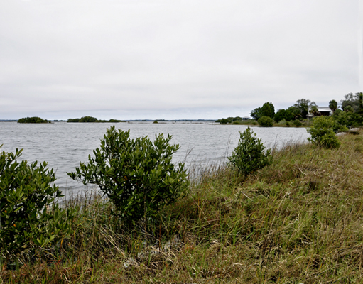 salt marsh area at Ceder Key State Park
