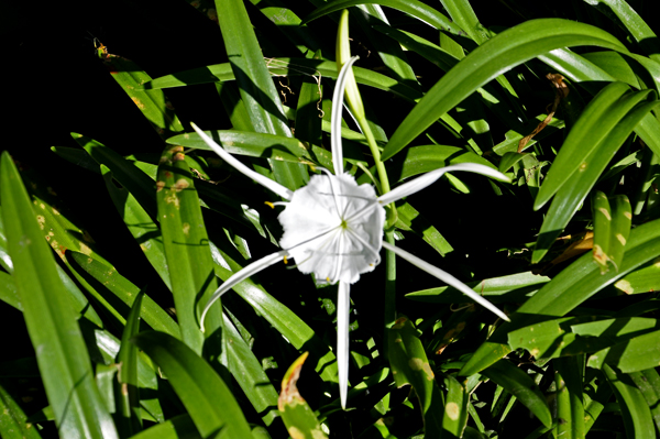 A flower at Bok Tower Gardens in Lake Wales, Florida