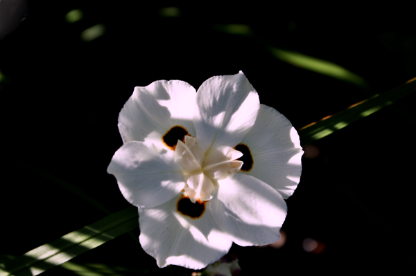 A flower at Bok Tower Gardens in Lake Wales, Florida