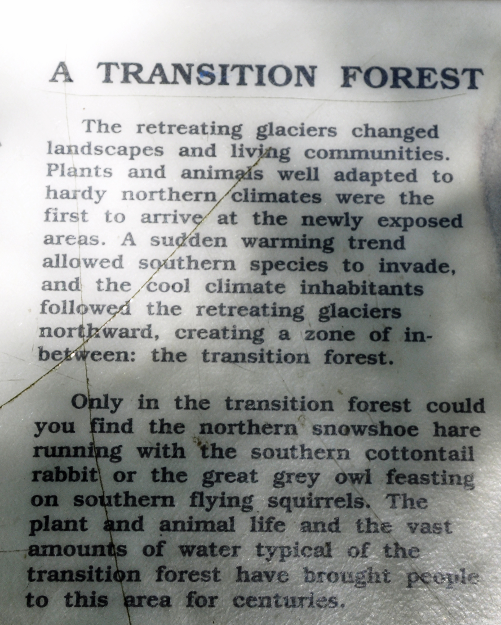 sign about a transition forest