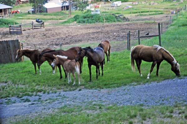 Horses from a neighboring area