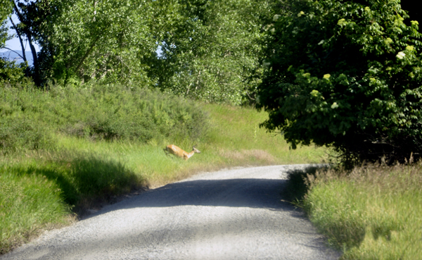 A deer runs across the road