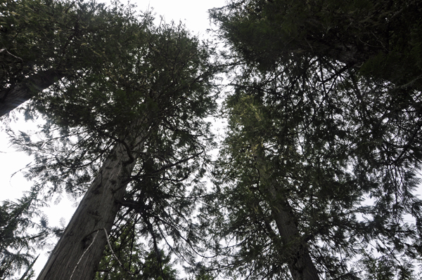 Looking up to the top of the tall cedar trees