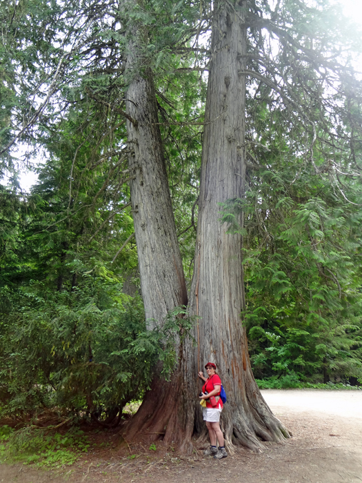 Karen Duquette and western red cedar trees