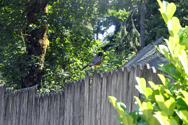 a bird on the fence