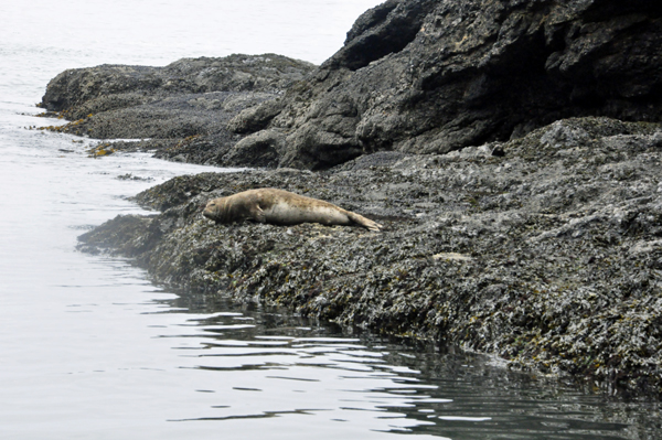 A big brown seal resting on the shoreline