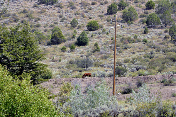 a horse on the hillside behind the two RV Gypsies RV