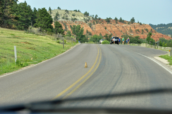 Prairie Dog in the road