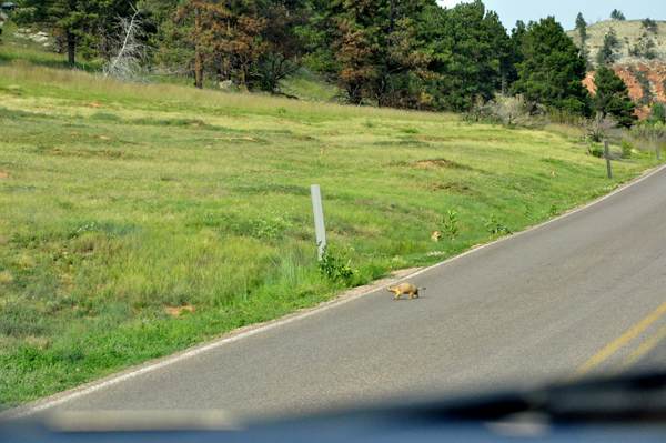 Prairie Dog crossing the road