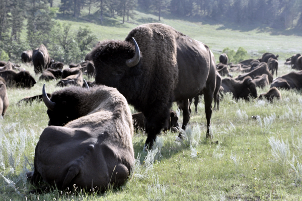 big buffalo-bison