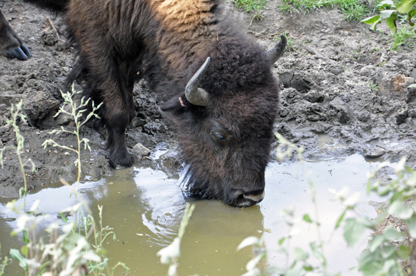 buffalo drinking water