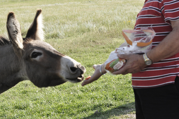 Lee Duquette feeding the wild donkey carrots
