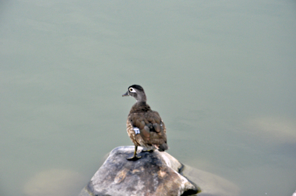 duck at Capitol Lake