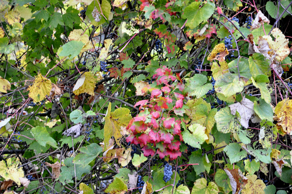 fall foliage and berries