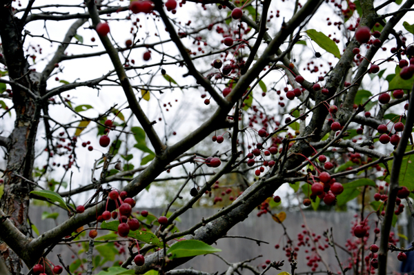berries in a tree