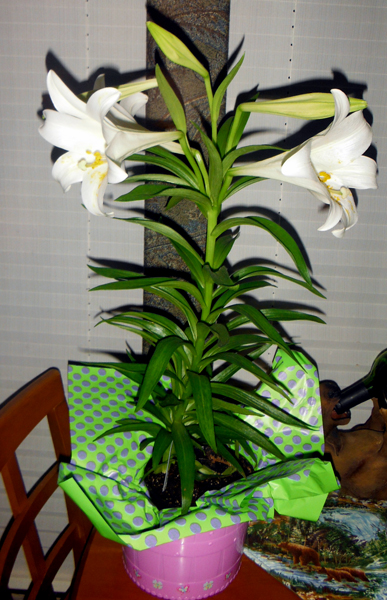 Easter Lillies - first place prize