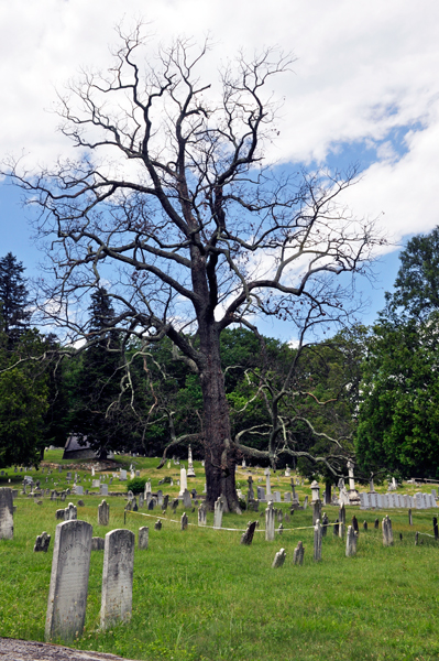 a dead tree in St. Anthony's Shrine Cemetery