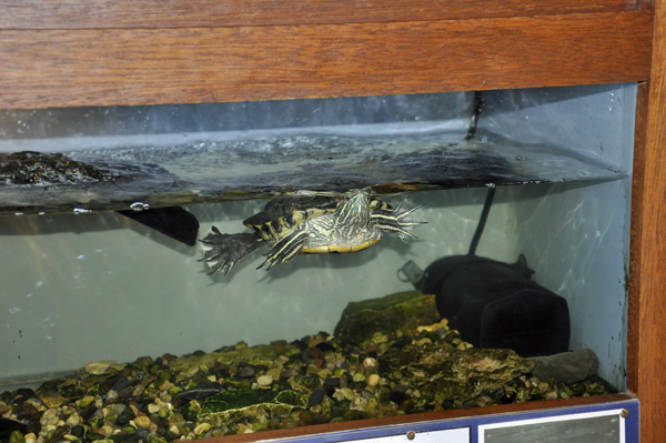turtle in a small aquarium