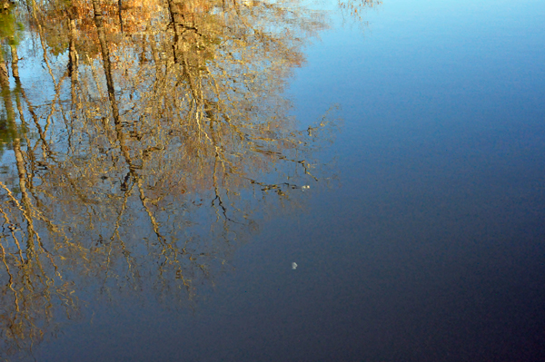moon reflection in Lake Haigler