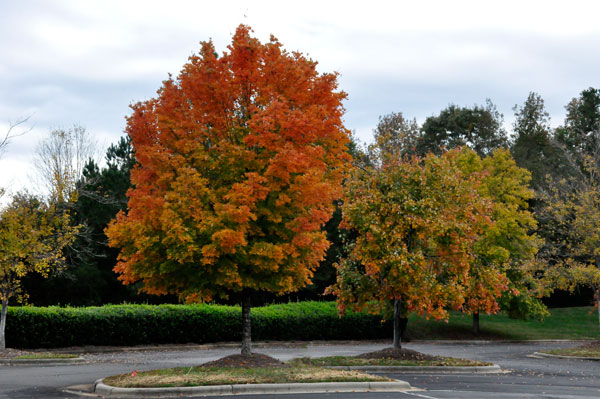 fall foliage in SC 2018