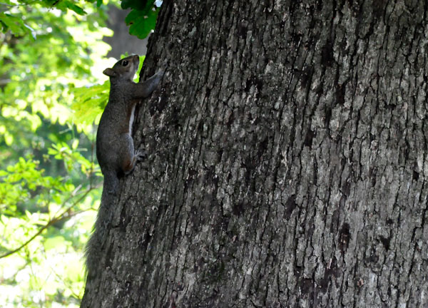 squirell in a tree