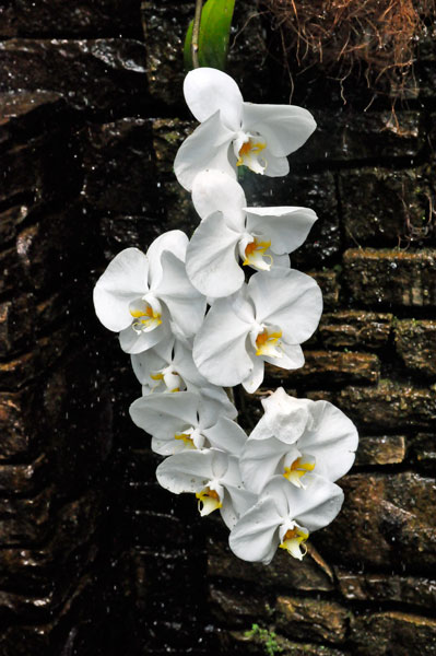 orchids at Daniel Stowe Botanical Garde
