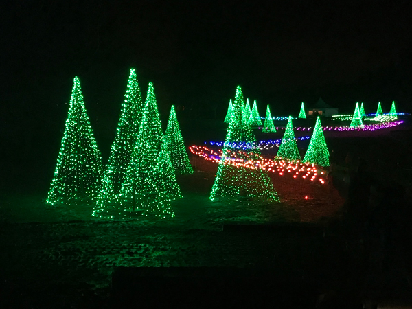lighted Christmas trees