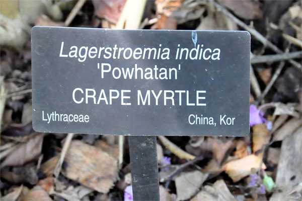 Crape Myrtle sign