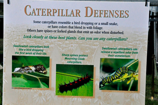 sign about Caterpillar Defenses