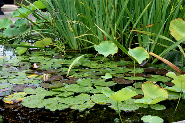 pond at Chattanooga Choo-Choo