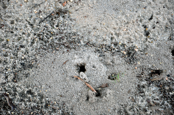 Big ant holes everywhere