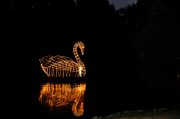 swan lit-up at night