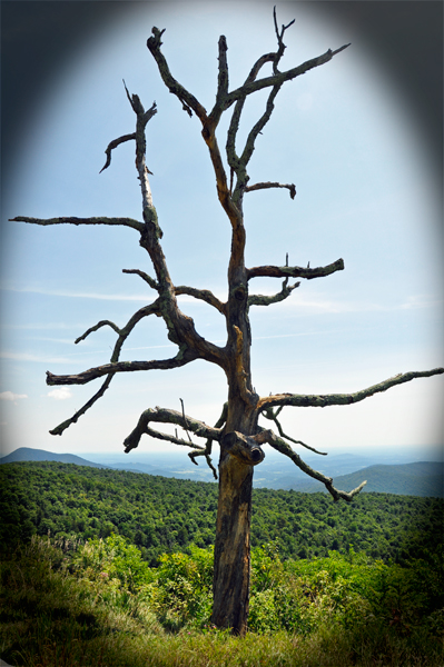 a naked tree in Shenandoah National Park