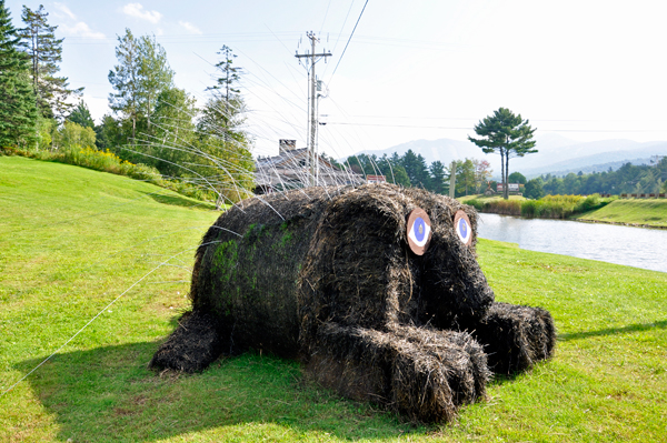 porcupine haystack