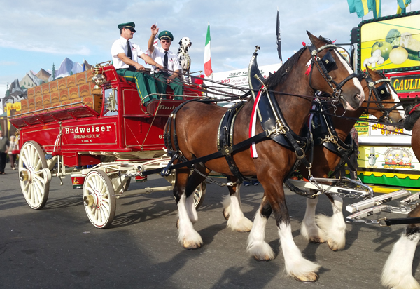 Clydesdale horses