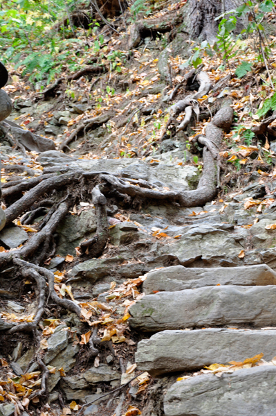 tree stumps and stairs at Raymondskill Falls 