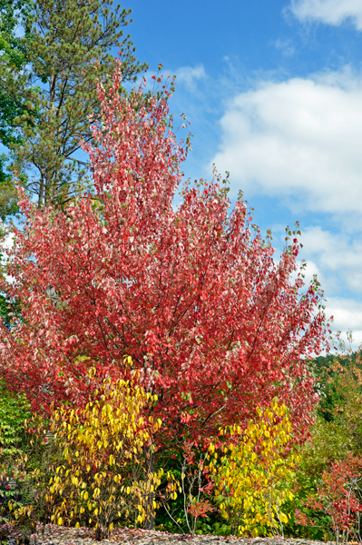 fall foliage in Pennsylvania 