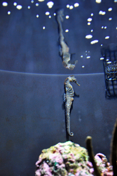 A seahorse and its own upside-down reflection at the top of the water